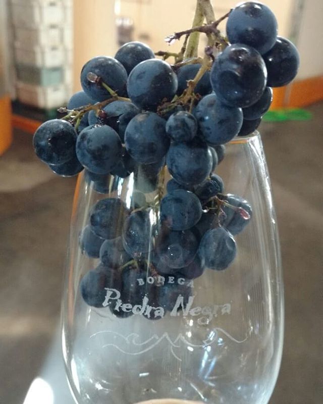 TheTintos's tweet image. @bodegapiedranegra
🍷 ULTRA UCO WINE TOUR
⚠#weareofficial EvyT Leg.15414.
⚠Não tome riscos: compre somente com agências oficiais.

#mendozaandesexperience #exclusivetour #thetintos
#vinostagram #vinhosempre #vinhosargentinos #wine #wineaddict #winelov… ift.tt/2Hx0ZFT