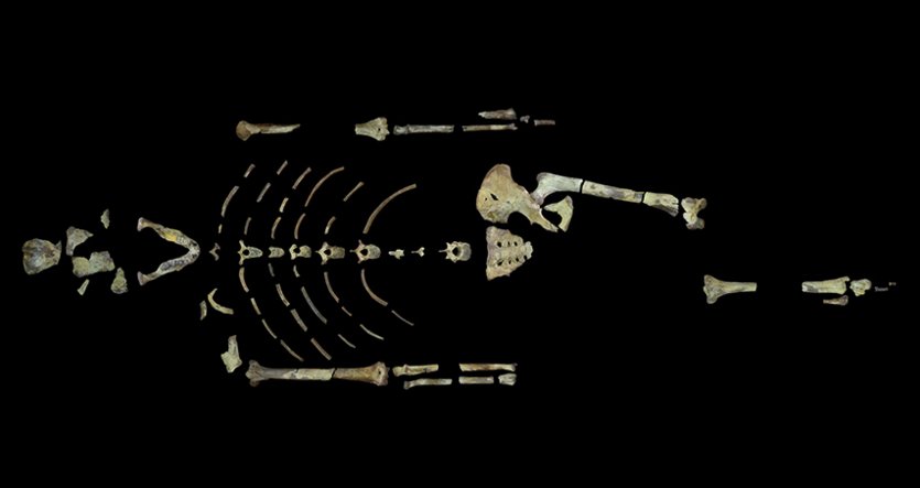 PASTEvolve's tweet photo. As we travel in #Ethiopia this week with #WalkingTall we must pay tribute to #LUCY the important fossil found here by #paleoanthropologist @drdonjohanson of @goCMNH - Lucy's an early #australopithecine dated 3.2 million years ago @EAS_secretariat #cradleofhumankind #AllFromOne https://t.co/TBSWV2bfjf