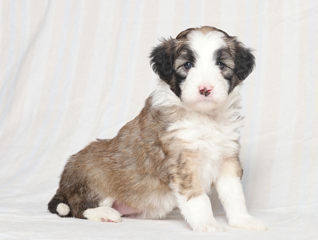 bordoodles's tweet photo. Look at this Beauty! To get your daily dose of adorable puppies, visit our site! https://t.co/B8nC3nlKzj https://t.co/bN6f009XX4