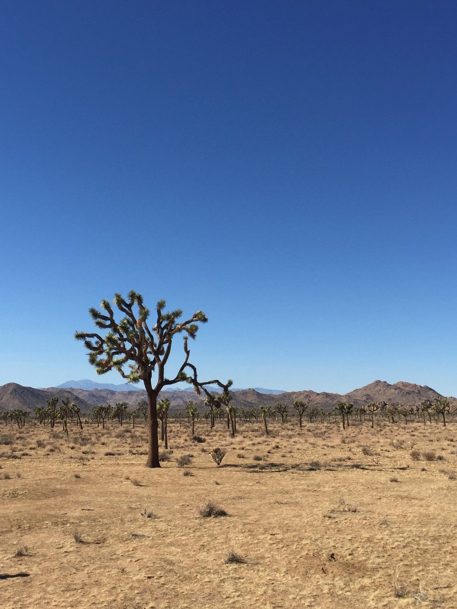ebloem's tweet photo. Next week is #nationalparkweek! Thinking about fun times @JoshuaTreeNPS  #findyourpark https://t.co/K3kbvgQ5BB