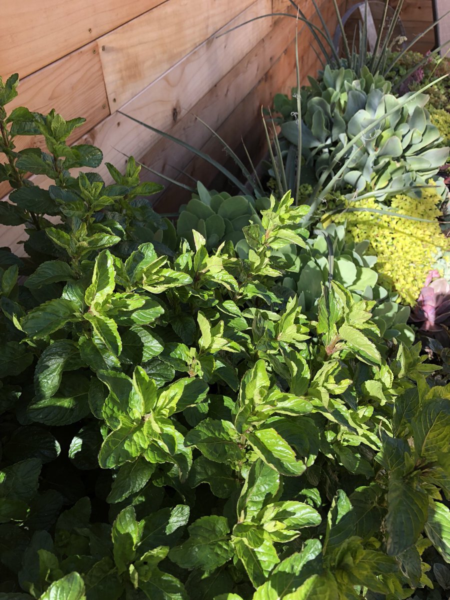 #freshmint #minttea #comestaywithus #cottageinnspa #sonoma cottageinnandspa.com