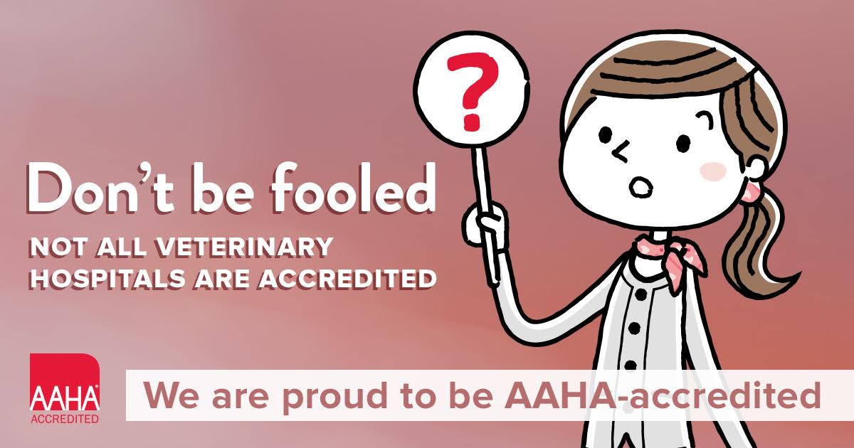 Halifaxvets's tweet photo. We are focused on always providing your pet with the best possible! 🐾  Did you know that only 7 clinics in Nova Scotia are AAHA certified (an we are three of them!)! #HalifaxVeterinaryOffice #HalifaxVets https://t.co/Uo5k3N737G