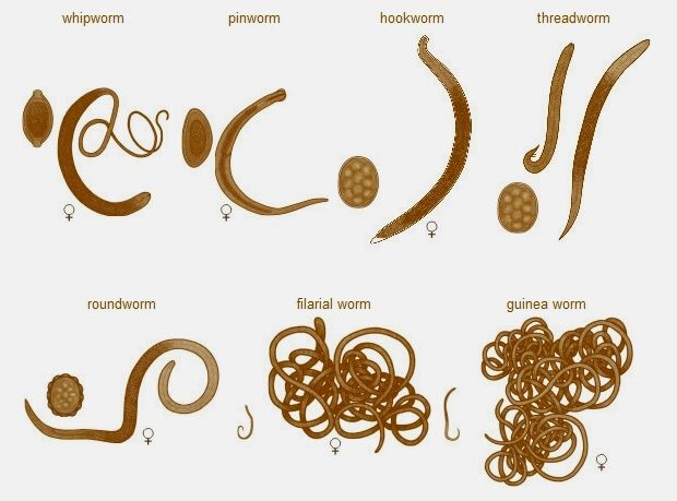 A pinworms és a roundworms különbsége - Рубрика: Készítmények férgekhez 1 tabletta