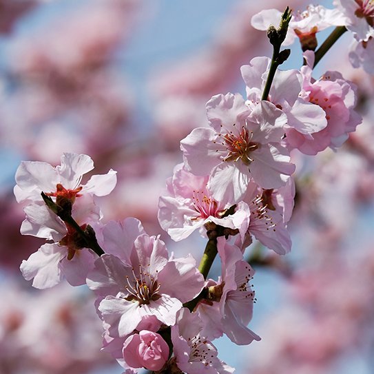 DrGorczyca's tweet photo. Whether Extraction of Nonextraction, Your Smile Will Blossom https://t.co/DqzsIDs6V2 #smile #orthodontist #extraction #nonextraction #orthodontictreatment #braces #orthodontics https://t.co/Kp3L4TQ49o