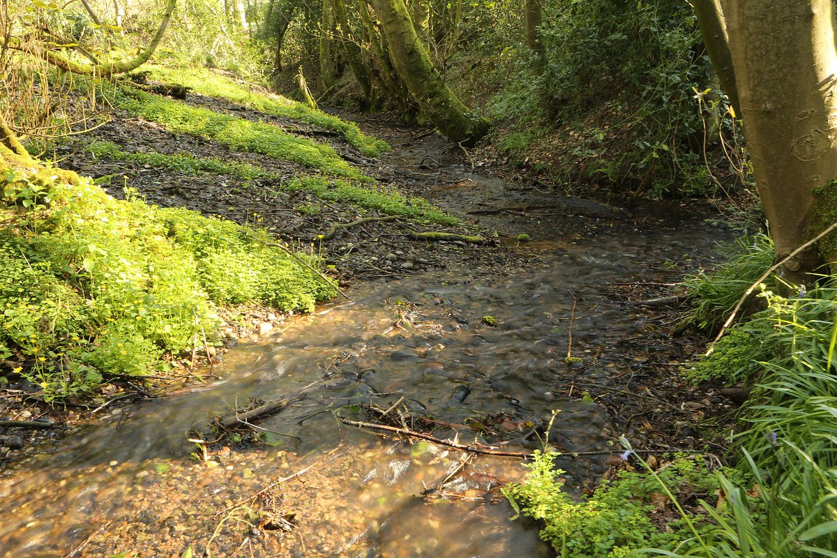 #Springs #headwaters #woodydebris #seeps #invertebrates #biometrics Magic NFM survey site to finish the day! #NFM @StaffsWildlife @EnvAgencyMids