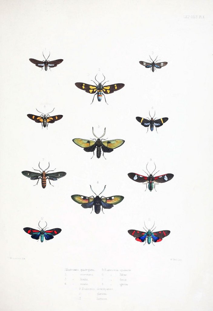 BioDivLibrary's tweet photo. "Illustrations of typical specimens of Lepidoptera Heterocera" (1877-) intended to use #SciArt to facilitate the study of #moths based on specimens in the British Museum. Explore the work in #BHLib thanks to @uoftlibraries @GersteinLibrary: https://t.co/1TzPa724hP https://t.co/di007YQKCy