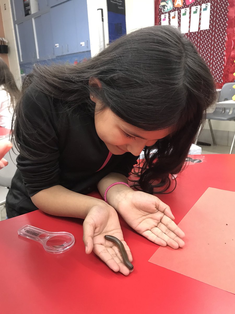 JohnsonTobin's tweet photo. Looking at millipedes! #wilburinspired https://t.co/J11LrtBqOB