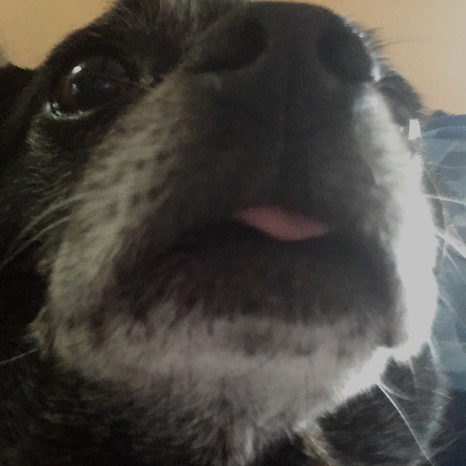 COLLEENGROTTMOM's tweet photo. Power up my sweet senior dog. ๐๐๐๐#PowerUpAnything #DogsOfTwitter #ThursdayThoughts #ThursdayMotivation https://t.co/xVXYTUtwSD