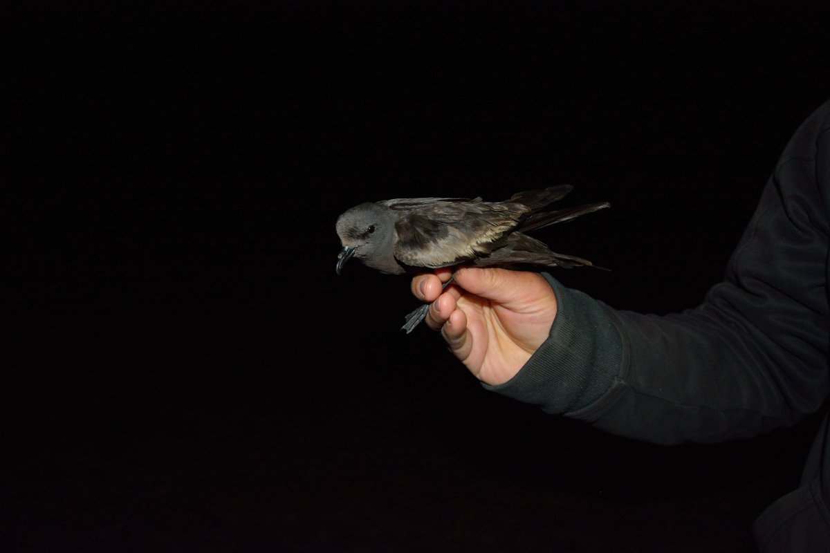 FmedranoM's tweet photo. #WSTC4 #ManPolPlan2 #ROC 4/4 Next steps will be protecting the known colonies, re-assess the IUCN classification for Markham’s, avoid the #ALAN impacts on fledglings, and search for more colonies. Visit our webpage! https://t.co/AHpGPuq254 https://t.co/EVfGsuHGit