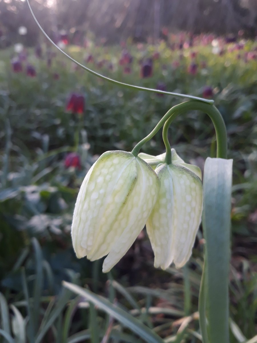 gardenburghley's tweet photo. Fritillaria meleagris ( snakes head fritillary ) looking good in the early morning sun @burghleyhouse https://t.co/PUavfnnEIa