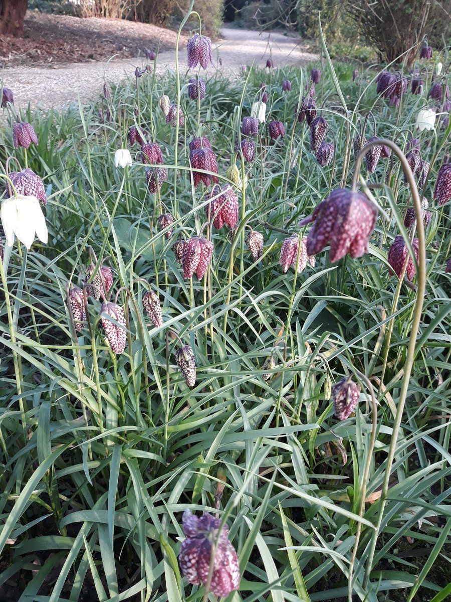 gardenburghley's tweet photo. Fritillaria meleagris ( snakes head fritillary ) looking good in the early morning sun @burghleyhouse https://t.co/PUavfnnEIa