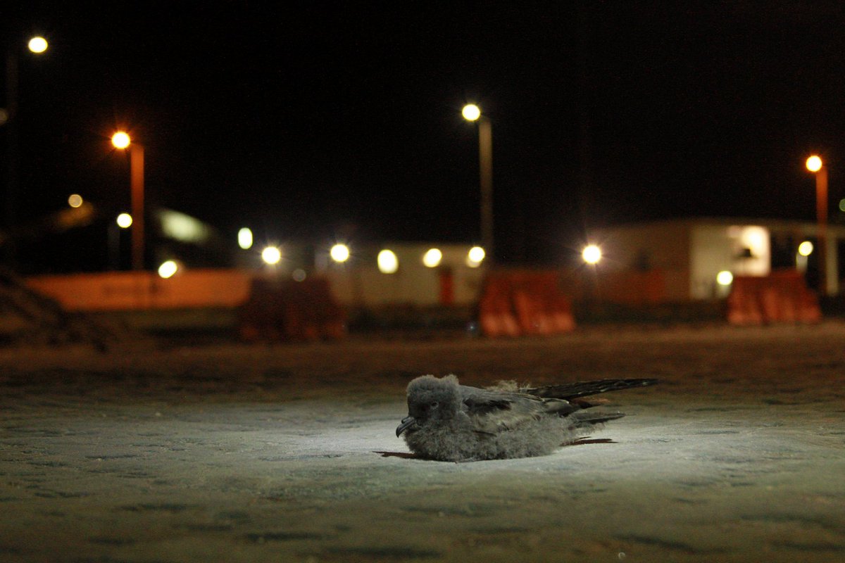 FmedranoM's tweet photo. #WSTC4 #ManPolPlan2 #ROC 3/4 All these stormies are being impacted by #light pollution #ALAN, specially Hornby’s and Markham’s. At least 20,000 fledglings of Markham’s are grounded each year, which could be driving to some colonies extinction 📉 https://t.co/rbxXcCEzfW