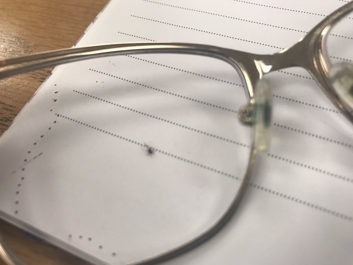 dancybee's tweet photo. While my classmate rambles on about his life to our professor, I made a friend and this was his journey.. #tinyfly #Bffs #WalkerNotAFlyer #BobTheFly #CollegeLife #HowToGetABachelors https://t.co/dINX50X4Qp