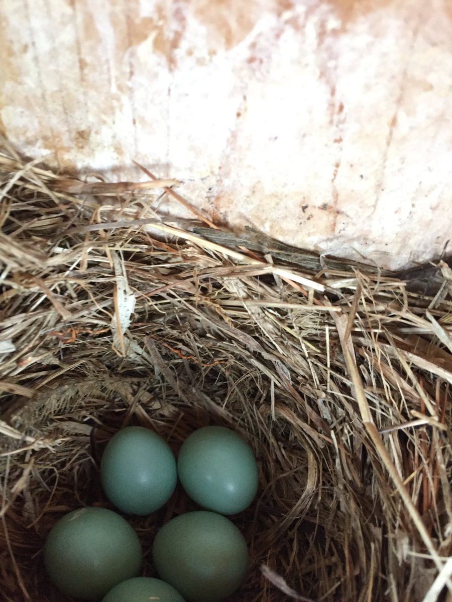 opbluebirdys's tweet photo. Today was the first day of monitoring #Box1! We already have a complete nest and five bluebird eggs. The parents were sitting in a tree nearby, one of them flew down to the box. To find out what happens to these eggs, stay tuned for future posts. -IsaacJackJosieCheyan https://t.co/MkvO646Ayr