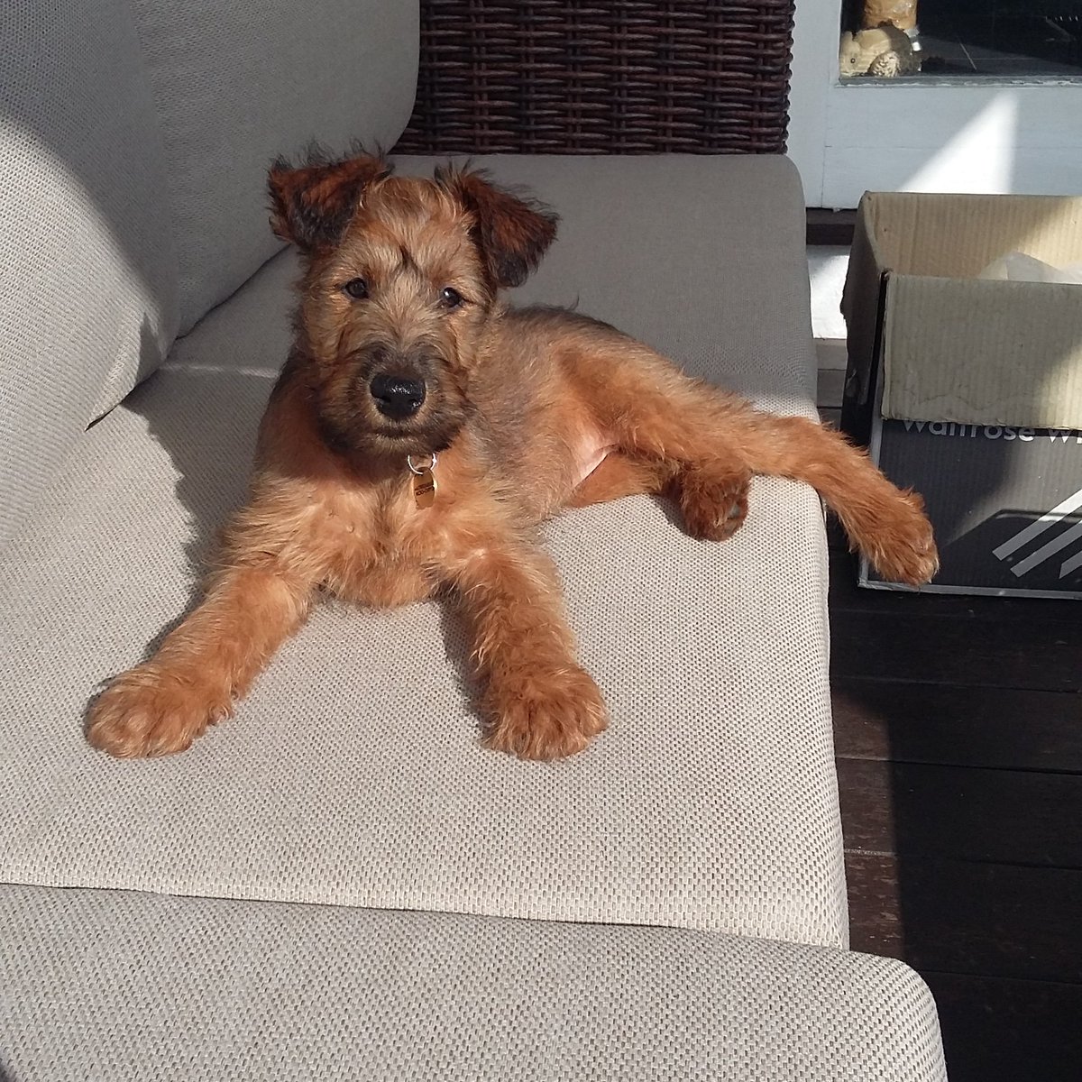 groomforimprove's tweet photo. Introducing the new Groom for Improvement addition, Trixie the Irish Terrier puppy 🐶❤ #puppy #irishterrier #puppies #puppiesoftwitter #ThursdayThoughts #sun https://t.co/Ghwkur2ox8
