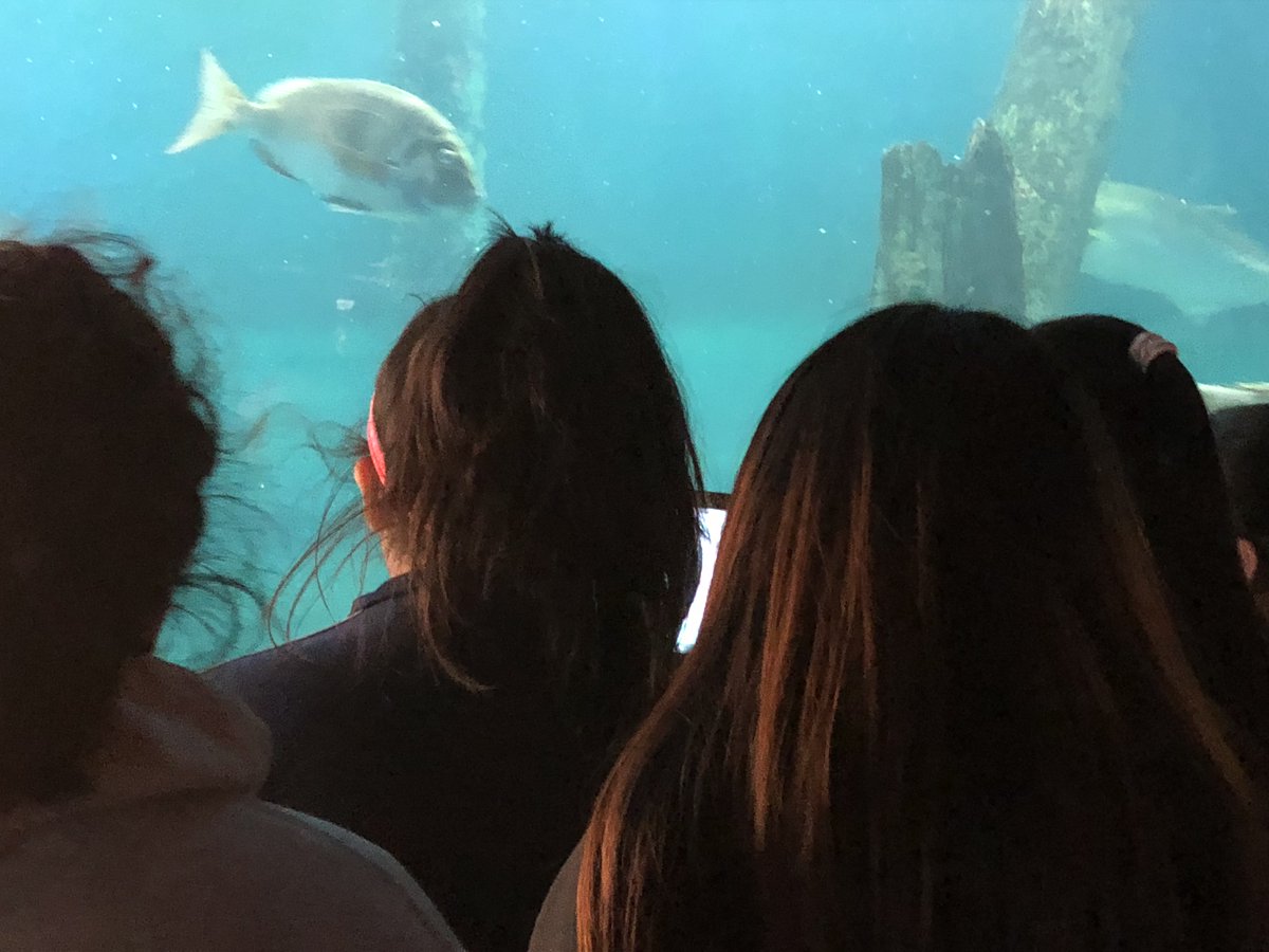 rbmspape's tweet photo. Sicth grade Seaquest students enjoying sea life at Jenkinson’s Aquarium. @rbmsROCKETS https://t.co/K2V92FKkd3