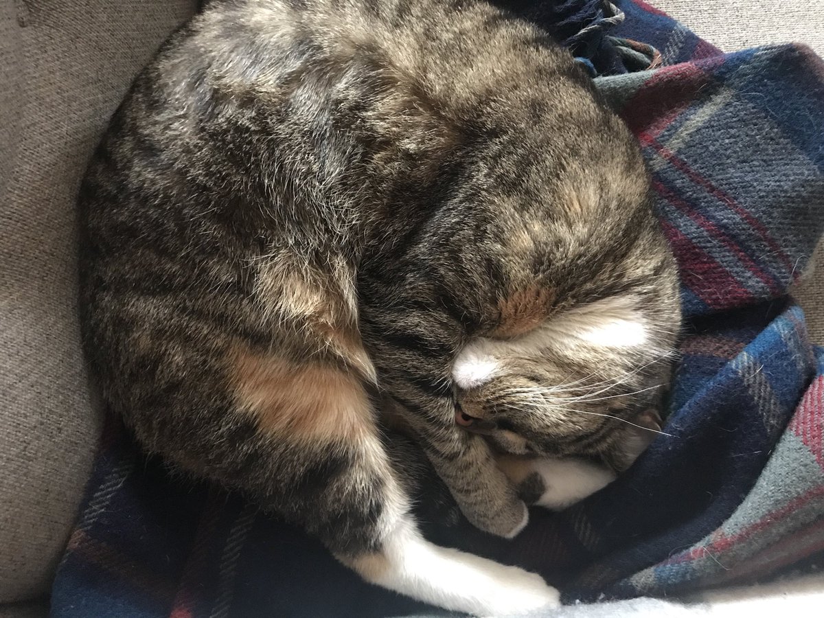 ni_mah00's tweet photo. I love this meatball <says the woman who would never forgive anyone for calling her a meatball>😅 #kittycat #meow #fuzzyfriend https://t.co/IDG65wjs65
