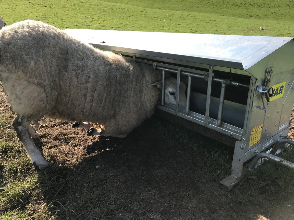 ExeValleyLamb's tweet photo. Bet you have guts ache come tomorrow. #greedy #headstuck #stupid https://t.co/Ut37tSjXmb