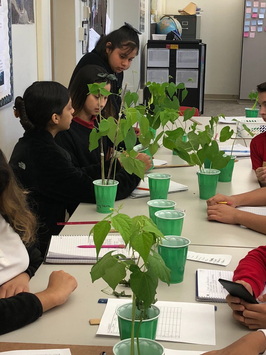 rbmspape's tweet photo. Sixth grade Science students investigate the effect of variables on plant growth. @rbmsROCKETS https://t.co/TubnOQhUhx