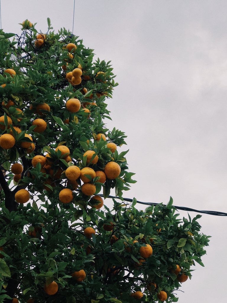 austin rhodes tweet media