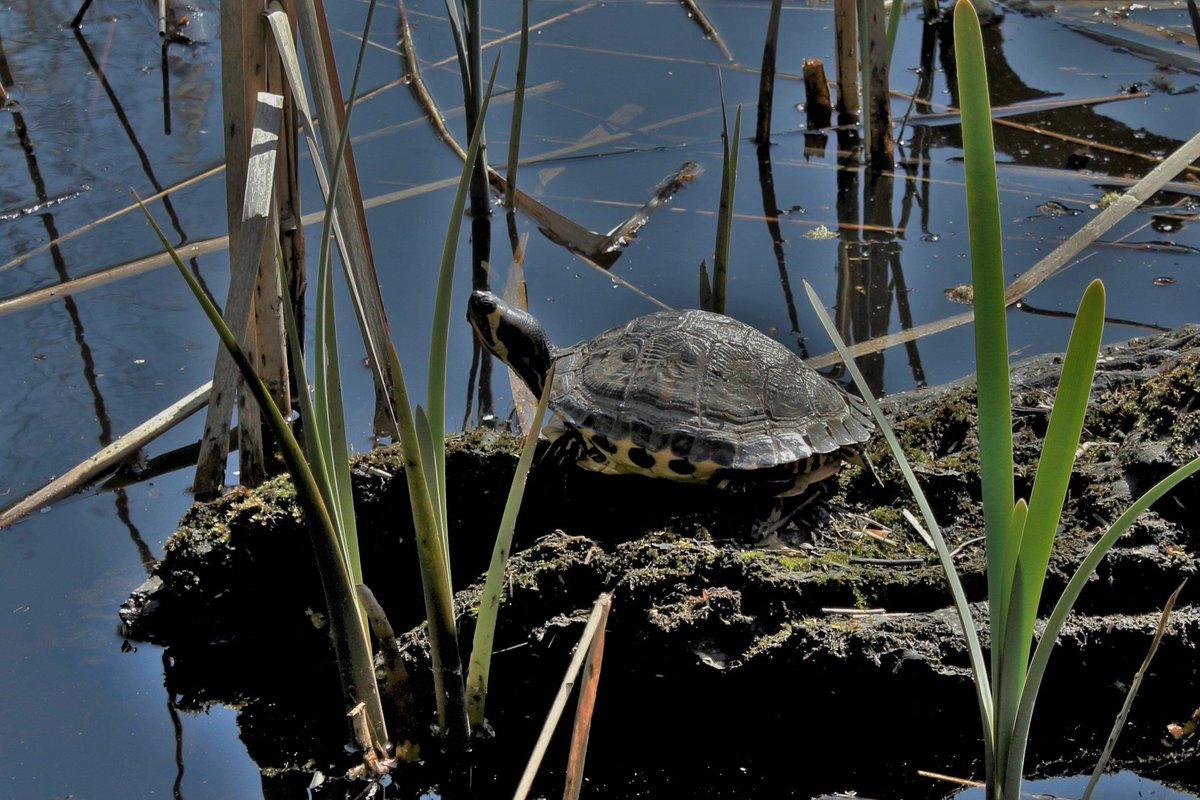 EppingForestPic's tweet photo. Terrapin basking in the sun at wake valley pond. https://t.co/nKHy6xhk7V