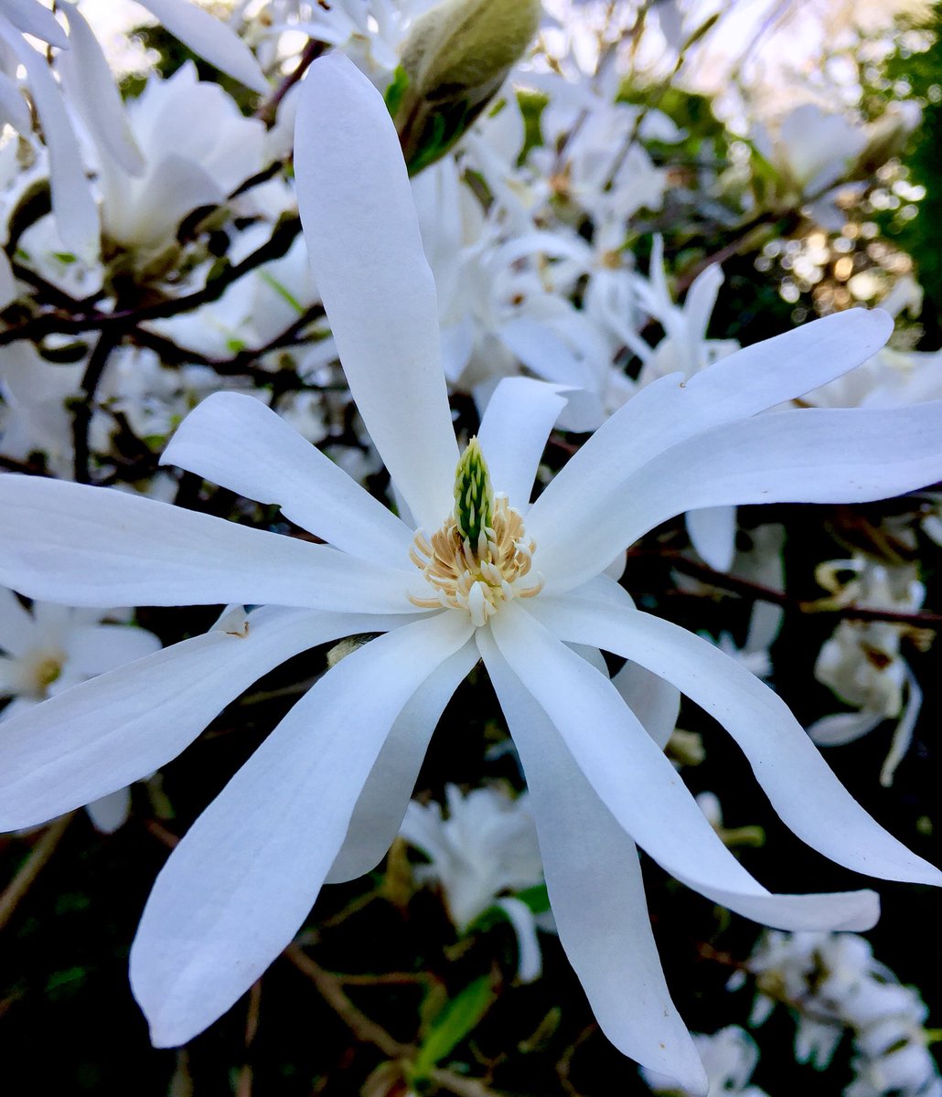 Piecesofnature1's tweet photo. The end of a perfect day depositing 10 bags of horse muck on my garden. 😝#countrysmells #gardening #magnolia #countryfile #inmygarden https://t.co/GpTvd4sAK9