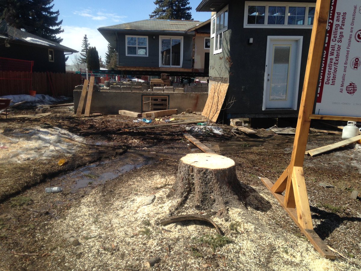 evolutionNM's tweet image. This spectacular tree hosted many birds &amp;amp; squirrels-until yesterday. Neighbours &amp;amp; urban wildlife all sad to see it go. @RKHCA #ReplaceTrees