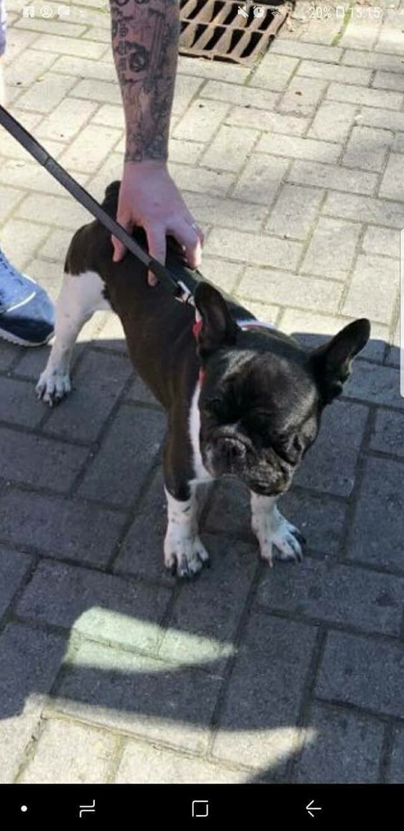 french bulldog saviours rescue