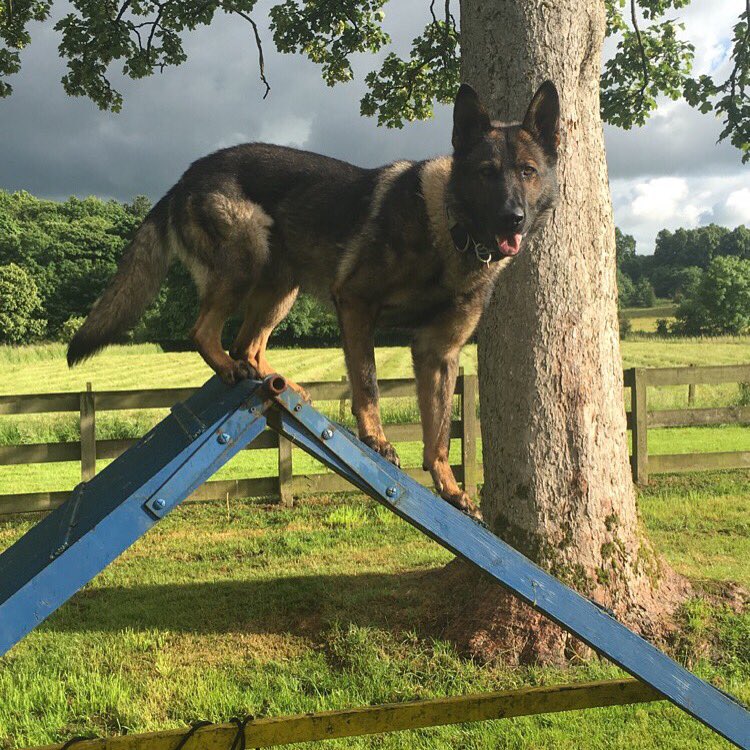 #PDRudi assisted in the apprehension of a violent man wanted for Murder, and the arrest of another man in Glasgow today! #keepingpeoplesafe #DoWhatTheDogSays #PoliceDogs 🐾🏴󠁧󠁢󠁳󠁣󠁴󠁿