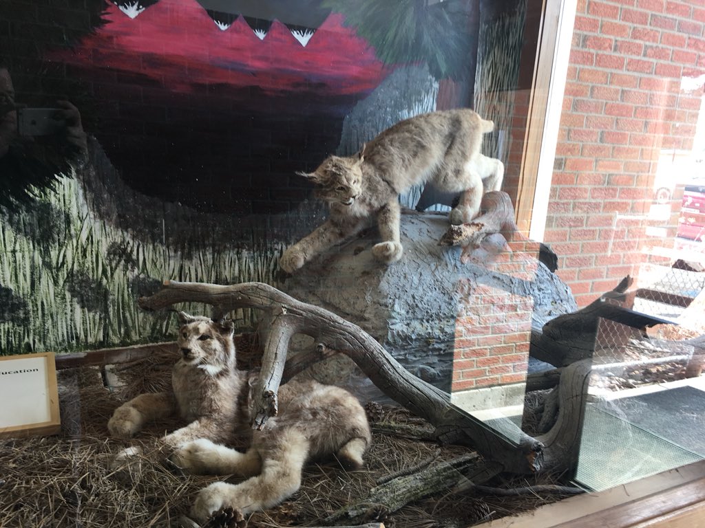 Coach_Risinger's tweet photo. Lincoln tried to pick up the Blitz but I added in. Awesome small town! AD informed me theyβre still looking for a coach. @BrysonMcCabe I put your name in the hat just a heads up. #BobcatBlitz18 #OwnTheState #PressureOverCoverage #ReplaceReady #Prowl19 #BobWasntThereEither https://t.co/6bCBsbM5or
