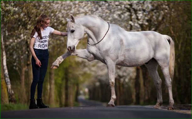 globalphotos200's tweet image. #springstar #suedwind #suedwindfootwear #model #jambette #beauty #spring #neckrope #cordeo #hero #paard #horse #yoho_post