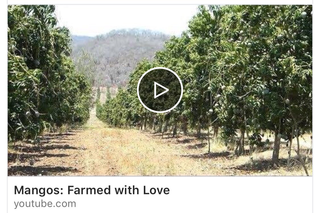 Londonfruit's tweet image. New mango jingle ... lively &amp;amp; fun! youtube.com/watch?v=Qe-JH3… #mangolove #mangofun #mangoboard