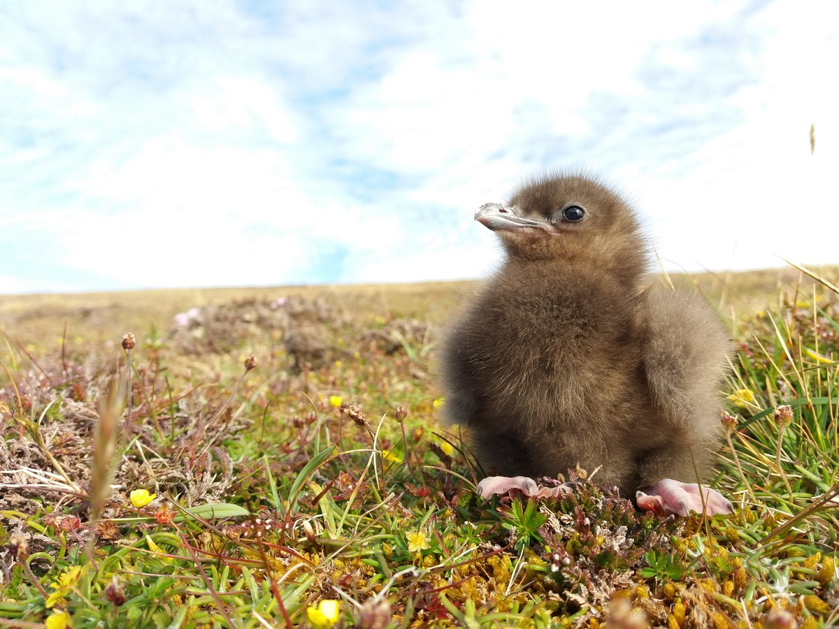 harris_sjh's tweet photo. #WSTC4 #TrackDist Thanks for following & the intro @Cocotross! 😀
This @_BTO work was led by @KittiwakeGirl & @DEBALMER. We welcome questions & look forward to hearing from anyone interested in this research. https://t.co/0h8CaungfK