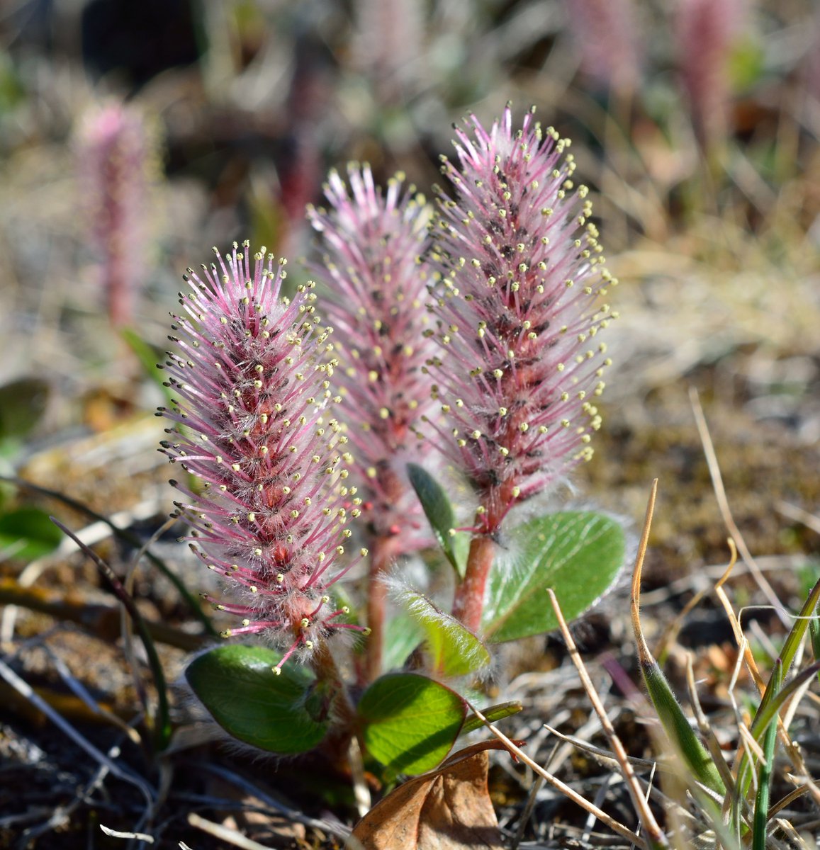 MuseumofNature's tweet photo. Plant yoga? Yup! Learn some yoga poses as you learn about Arctic plants with @paul_sokoloff at #ScienceByNight today, 5-9pm. Free! https://t.co/l1iYtufEeO https://t.co/U9VpAoKnjS