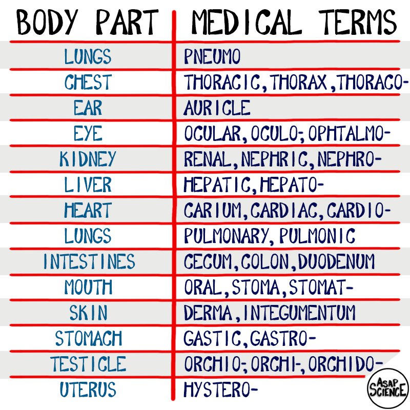 Basic Medical Terminology Chart