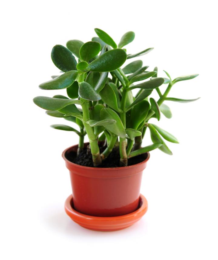 5 hard-to-kill #houseplants for frequent travelers - bit.ly/2JOvfdu