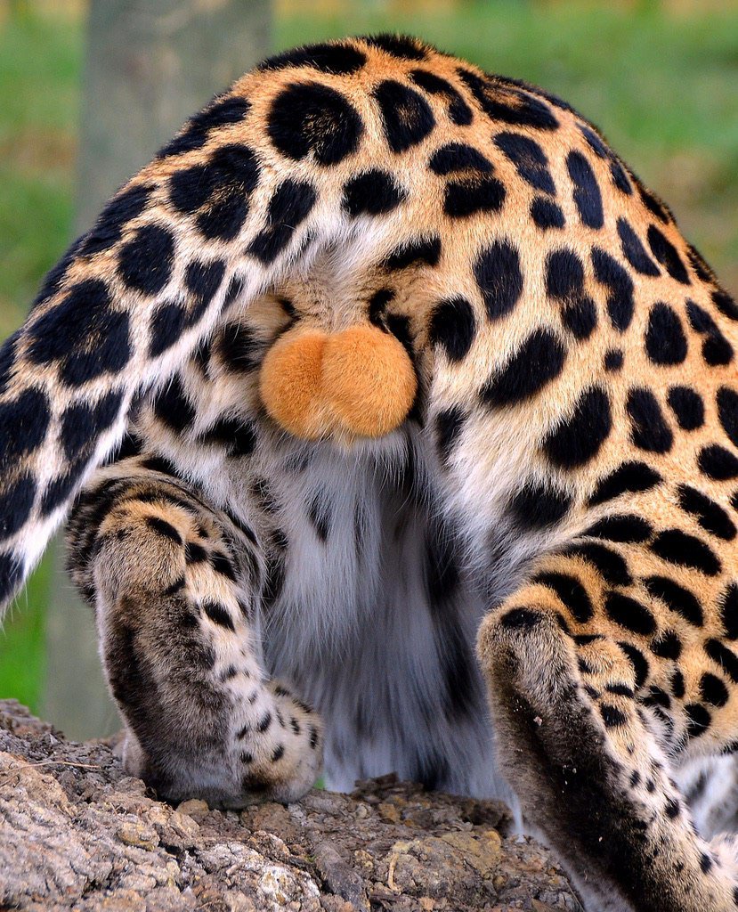 яйца леопарда