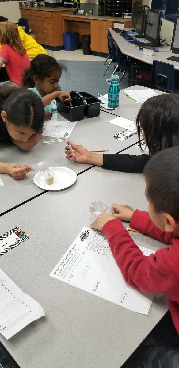McCallSecond's tweet photo. 2nd grade Ss investigating and recording the unique stages insects undergo!! #coltslearn #lifecycles #pisdlearns @SwintonMary @skimbriel @SSchweikhard @chill9410 https://t.co/DQnC0TbiX9
