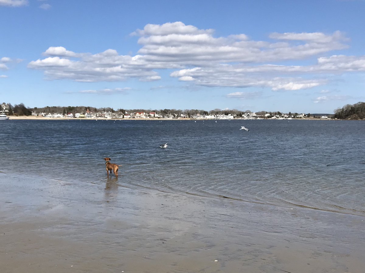 at_sealevel's tweet photo. When the sun broke through. Yesterday at Onset Beach #onsetbeach #hikingwithdogs https://t.co/4zPO1BMl5C