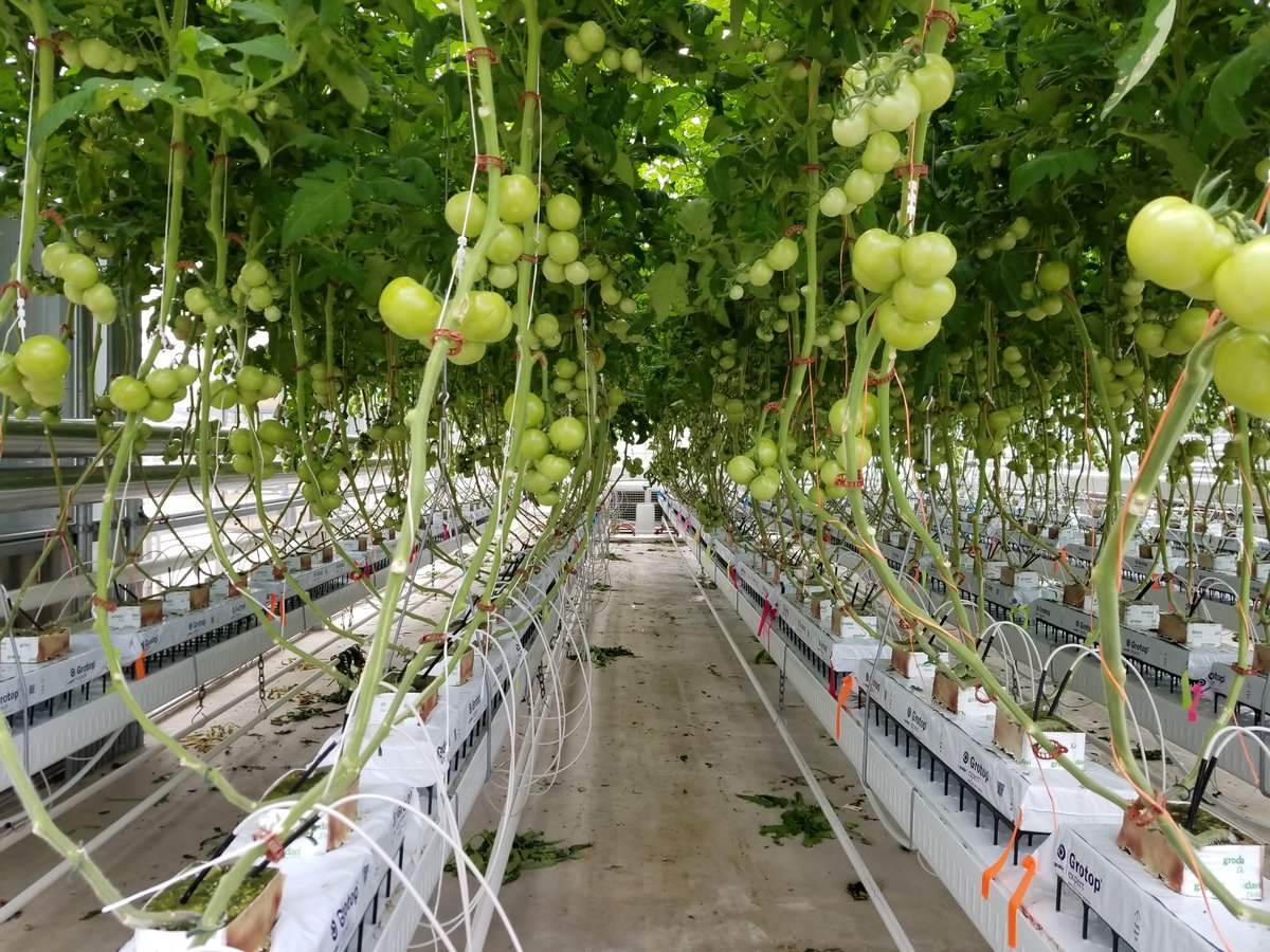 Checking in on the greenhouse tomato #Synergro trial <a href="/vinelandrsrch/">Vineland Research and Innovation Centre</a>.  Plants are looking good!  #planthealth @Inocucor