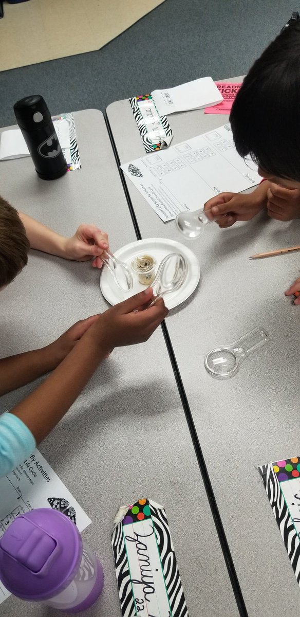 McCallSecond's tweet photo. 2nd grade Ss investigating and recording the unique stages insects undergo!! #coltslearn #lifecycles #pisdlearns @SwintonMary @skimbriel @SSchweikhard @chill9410 https://t.co/DQnC0TbiX9