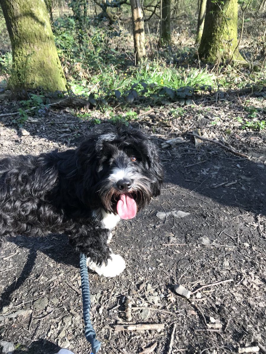 thorpey2605's tweet photo. Been hot hasn’t it -#TongueOutThursday #hotapril #tibetanterrier 🐶 https://t.co/AG57Vexz5R