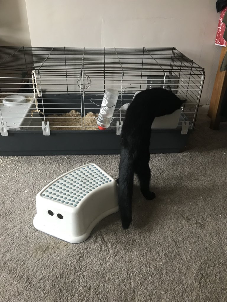 Mushiprop's tweet photo. Sheldon and the rabbit having a romantic meal for two some tasty dandelions (or pee the beds for us Scots) and dock leaves mmmmm #ilovesheldon #BlackCatsOfTwitter #CatsofTwitter #catoftheday #foodthief https://t.co/jZZ0xfY0Cb