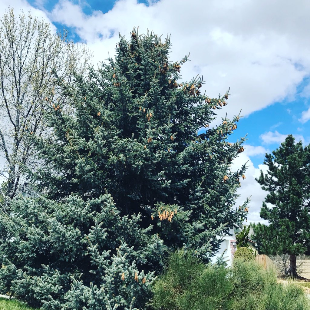 KevinBrunson's tweet photo. #RunStreak day 3849, #ThursdayLongRun 10.01 miles.🏃🏻#RunEveryDay #BQ02242018 #Boston2019 #TruckeeRiver #MarathonTraining #RunningForMentalHealth #RunEveryDay #RenoNevada
#RoadRunning #LakesideDrive #PlumasStreet #LakerideGolfCourse https://t.co/q9kshxB5L4