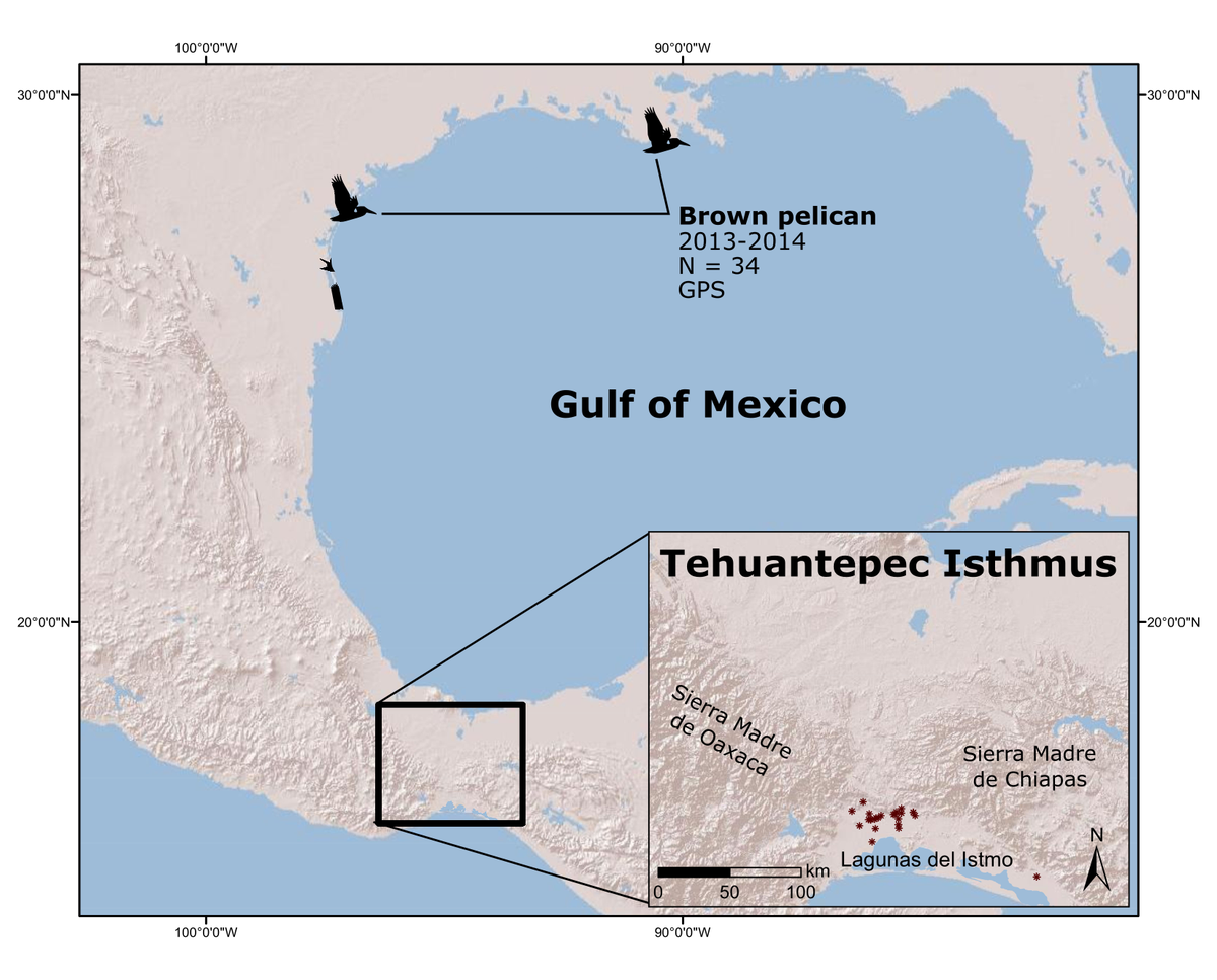 project_pelican's tweet photo. 2/4 Using color bands and satellite tags, we tracked brown #pelicans breeding in the northern Gulf of Mexico.
To our surprise, 8% of banded pelicans crossed the 200-km Tehuantepec Isthmus from Atlantic to Pacific; tracking confirmed that they did it repeatedly. #WSTC4 #TrackDist https://t.co/4jL9XcPvcL