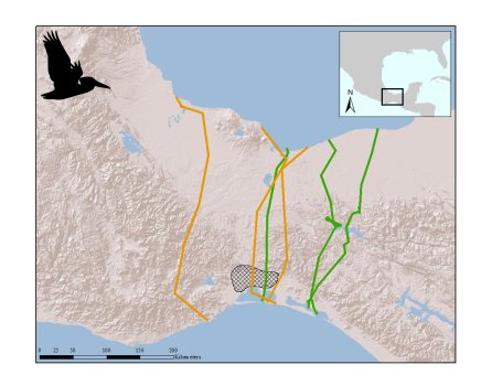 project_pelican's tweet photo. 2/4 Using color bands and satellite tags, we tracked brown #pelicans breeding in the northern Gulf of Mexico.
To our surprise, 8% of banded pelicans crossed the 200-km Tehuantepec Isthmus from Atlantic to Pacific; tracking confirmed that they did it repeatedly. #WSTC4 #TrackDist https://t.co/4jL9XcPvcL