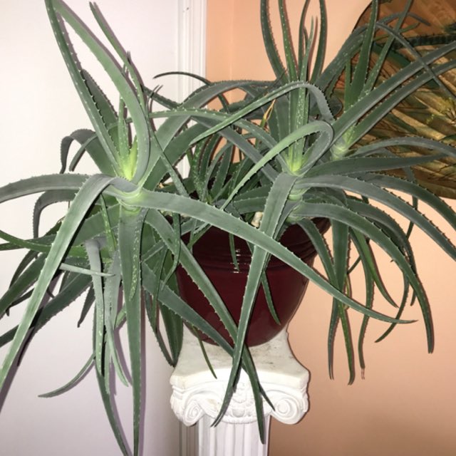 TheSethReed's tweet photo. Help I’m trying to identify this plant on Do you know what it is https://t.co/QVBsRRcNb2