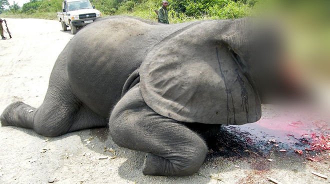 _Naeray's tweet photo. Chaque année, 35000 éléphants sont tués pour l'ivoire.
11,5 millions d'animaux dans les laboratoires d'Europe.
56 millions d'animaux pour la fourrure,
1 milliard pour le cuir, 
60 milliards pour la viande.
970 milliards de poissons à travers le monde.

Et on ose se dire Humains.. https://t.co/XI4ZYAyw2W