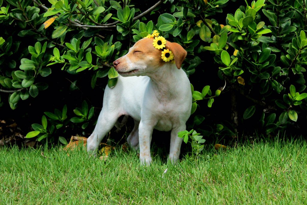 HopeForARescue's tweet photo. Anna 💝
-tiene 3 meses y es de Cabo Rojo
-es juguetona, inteligente y bien atenta
-se cree que es una princesa y necesita atención 24/7 (she deserves it!)
-she's a beauty with a strong heart
-le encanta coger naps
#HopeForAnna https://t.co/MYUmKpJ0wN