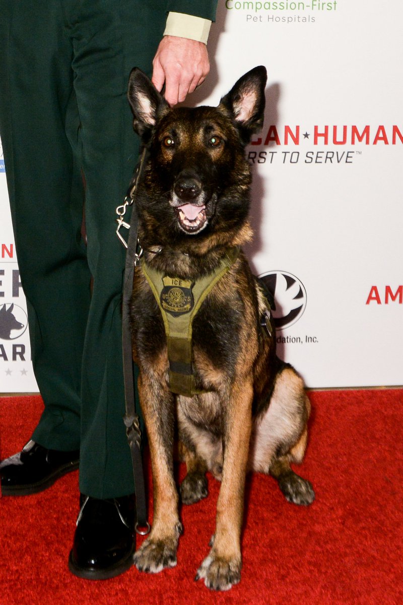 HeroDogAwards's tweet photo. Vote for your @AmericanHumane #LawEnforcementDog &amp; they could be featured on @hallmarkchannel! This is 2017 K9 Ice, who was stabbed in the line of duty but is now healthy &amp; happy. Sponsored by @ZoetisUS. https://t.co/yiZoBuoeA6 https://t.co/9zRigRuMkL
